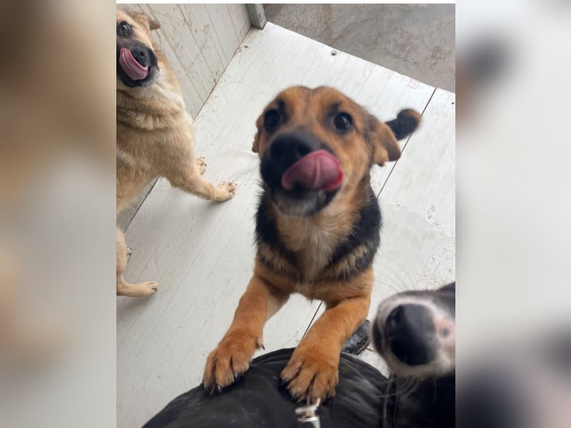 Luna - sanfte, zurückhaltende, junge Hündin sucht „ihre“ Menschen