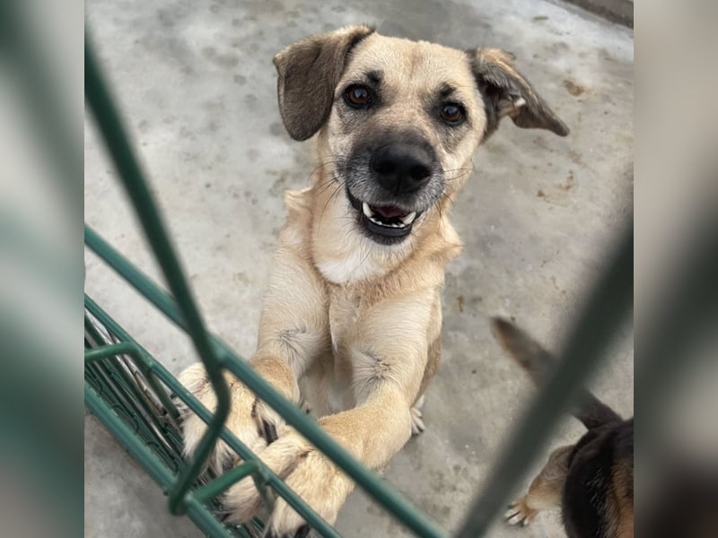 Kiko sucht ein Zuhause