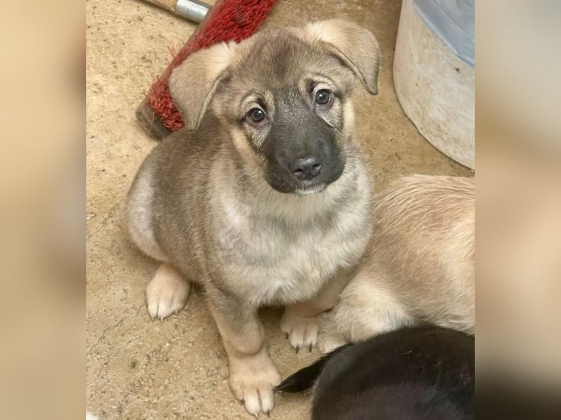 Welpenmädchen Abby sehnt sich nach ihrer Familie