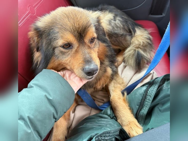 Brownie - lieber 3-jähriger Kettenhund sucht Körbchen!