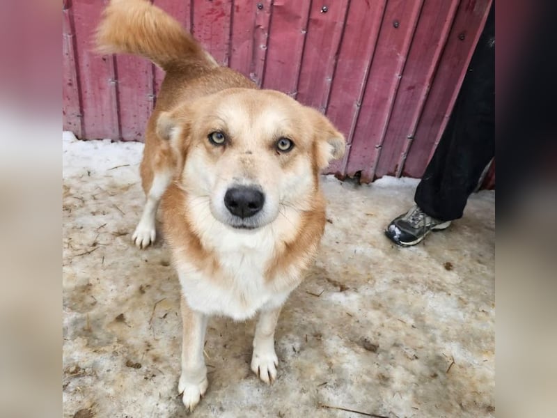 Schmusebacke Ruba - aus der Tötung gerettet