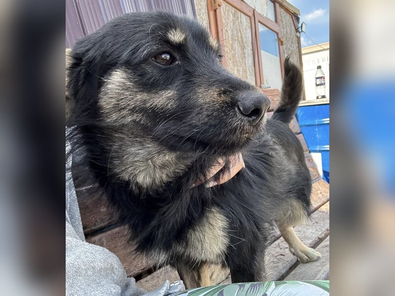 Welpe Spencer sucht sein Zuhause (DE/LUX/CH)