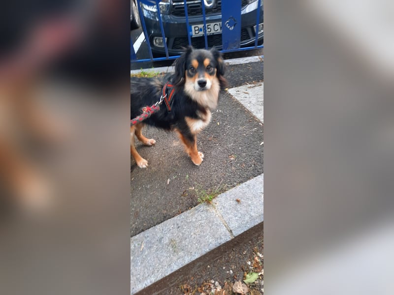 Feinfühliger Begleiter Marty mit großem Herzen