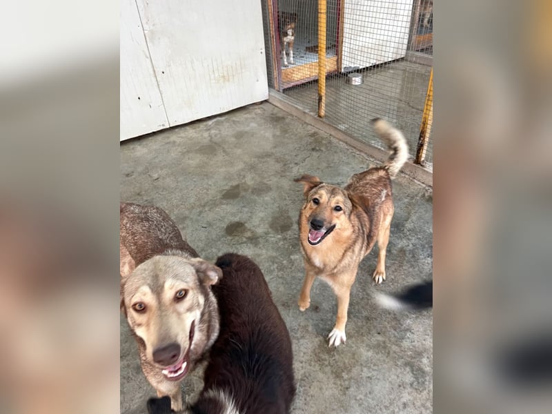 Pebbels - sanfte, liebevolle, treu Hündin (Vermittlung bundesweit)