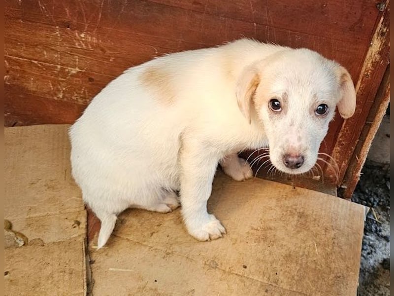 Schüchternes Welpenmädchen Anka