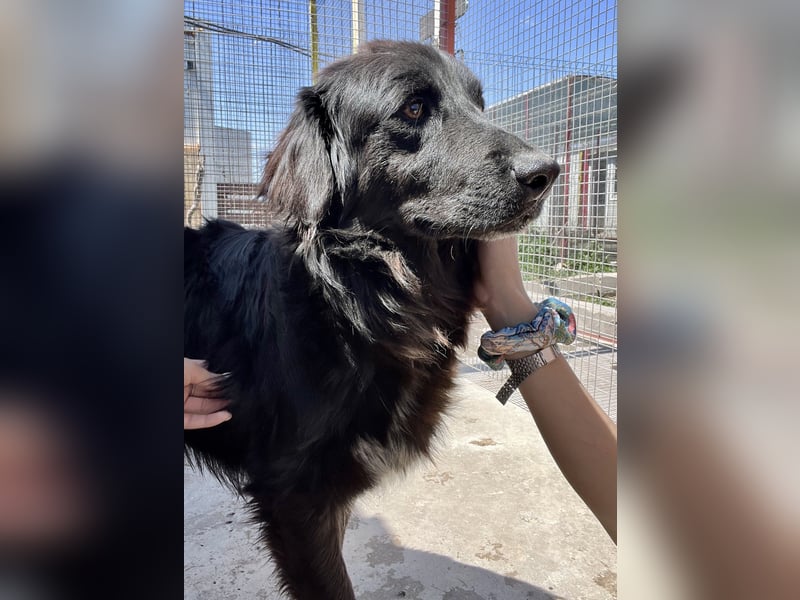 Shaggy - sportlicher, lieber , 3-jähriger Bub