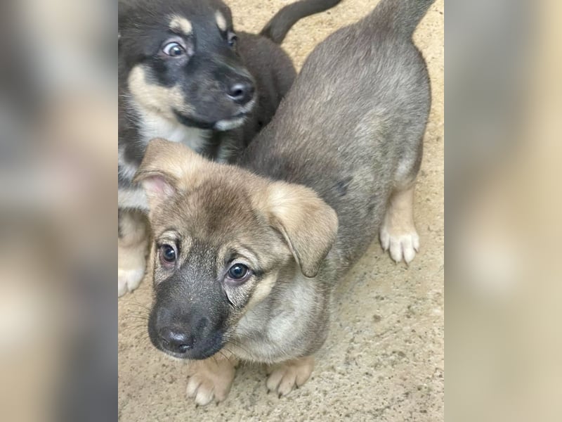 Welpenmädchen Abby sehnt sich nach ihrer Familie