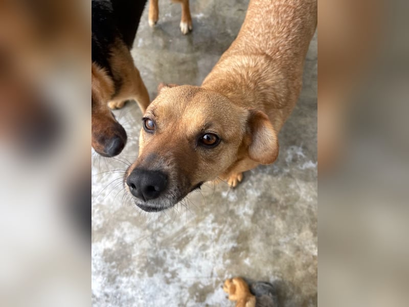 Elly - in Hamburg auf Pflegestelle