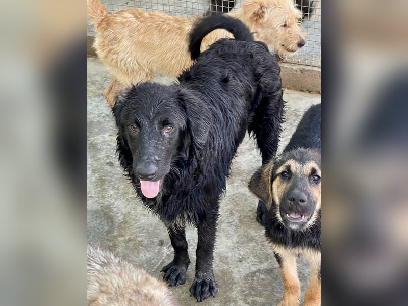 Shaggy - sportlicher, lieber , 3-jähriger Bub