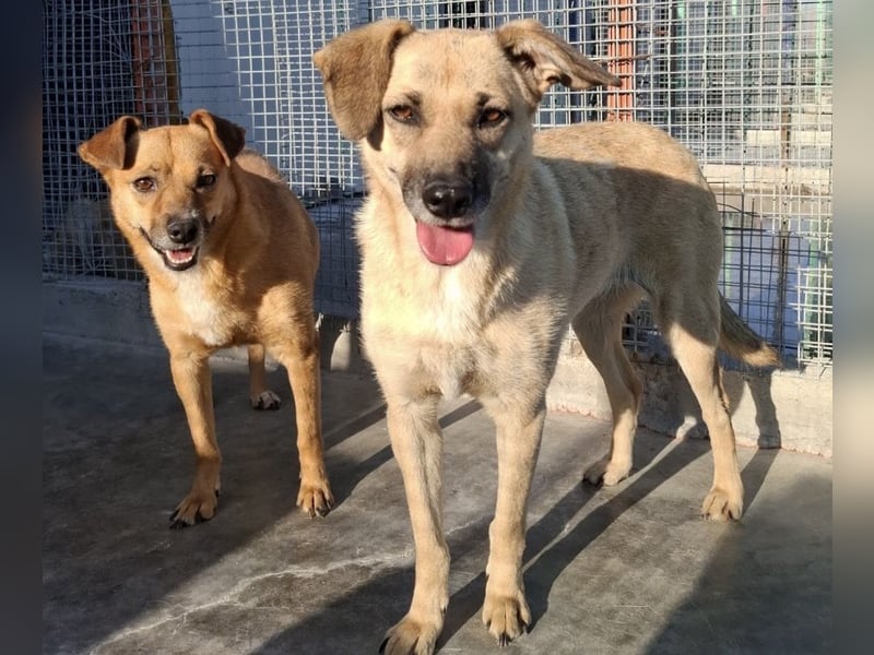 Kiko sucht ein Zuhause