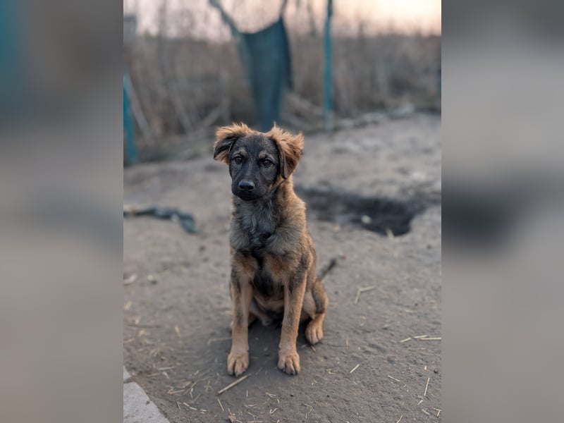 Ayla - sensibles Hundemädchen