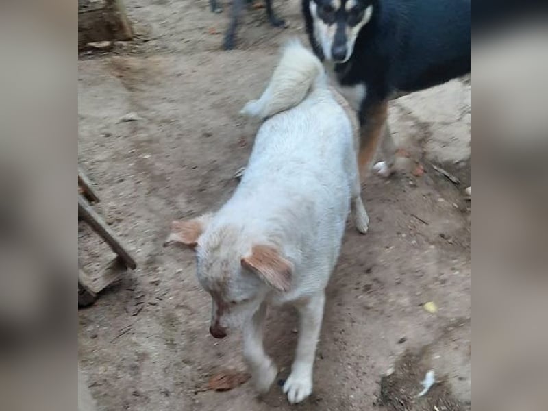 Nelly - freundliche, unkomplizierte Hündin