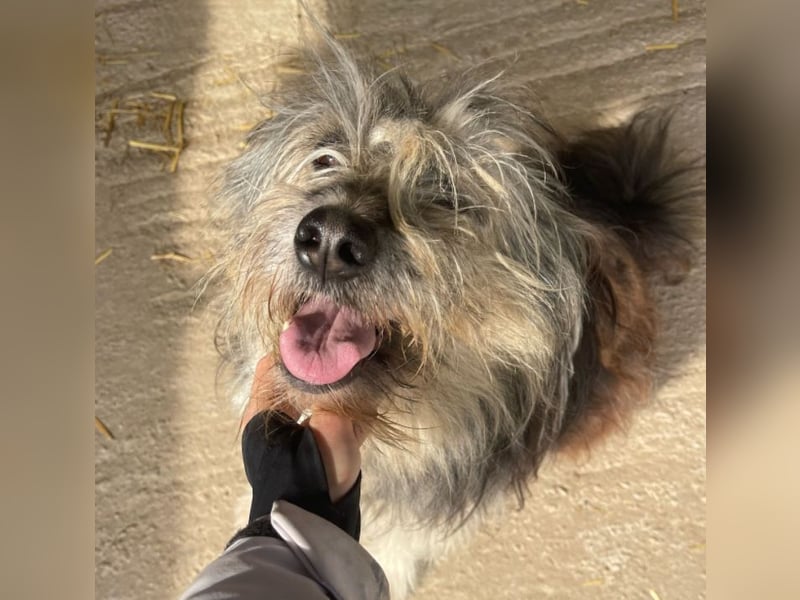 Izzy - lieber Flummi