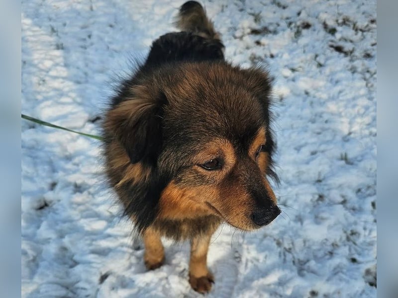 Brownie - lieber 3-jähriger Kettenhund sucht Körbchen!
