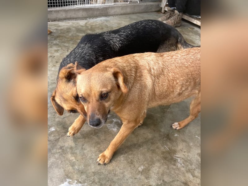 Elly - in Hamburg auf Pflegestelle