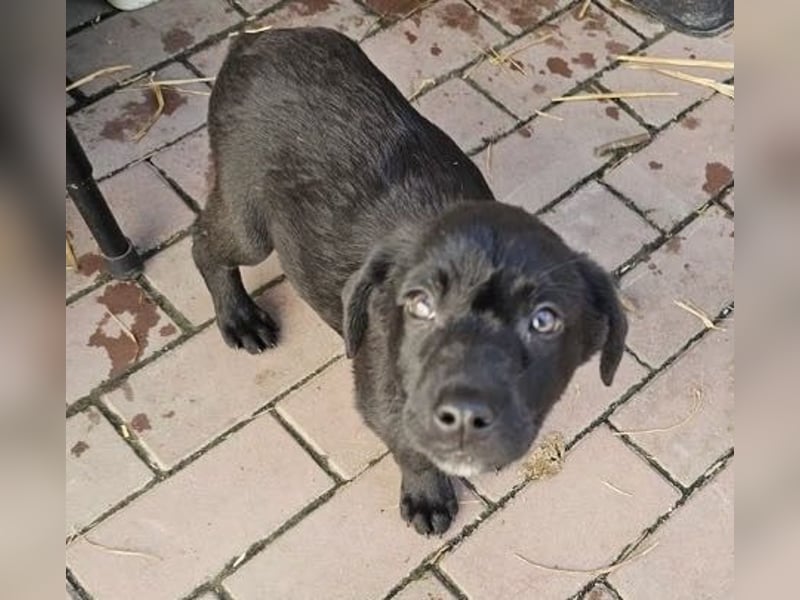 Welpe Tiny sucht seine Menschen (D/CH/LUX)
