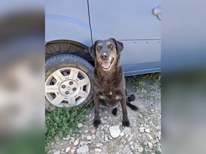 Groh sucht Zuhause mit Freundin Lucky