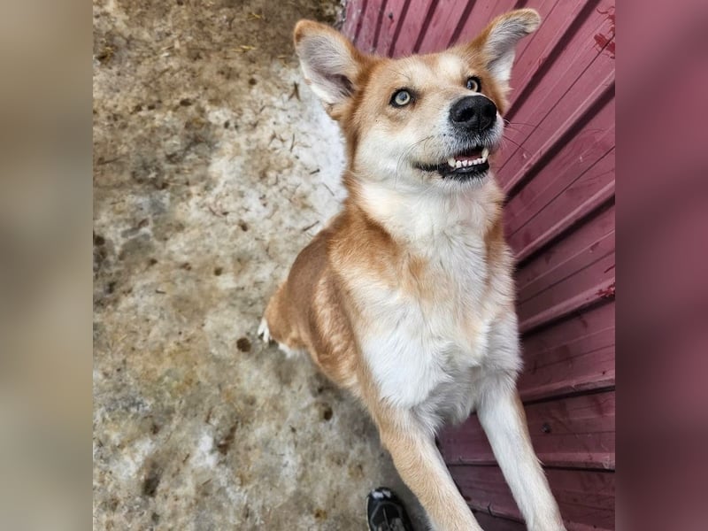 Schmusebacke Ruba - aus der Tötung gerettet