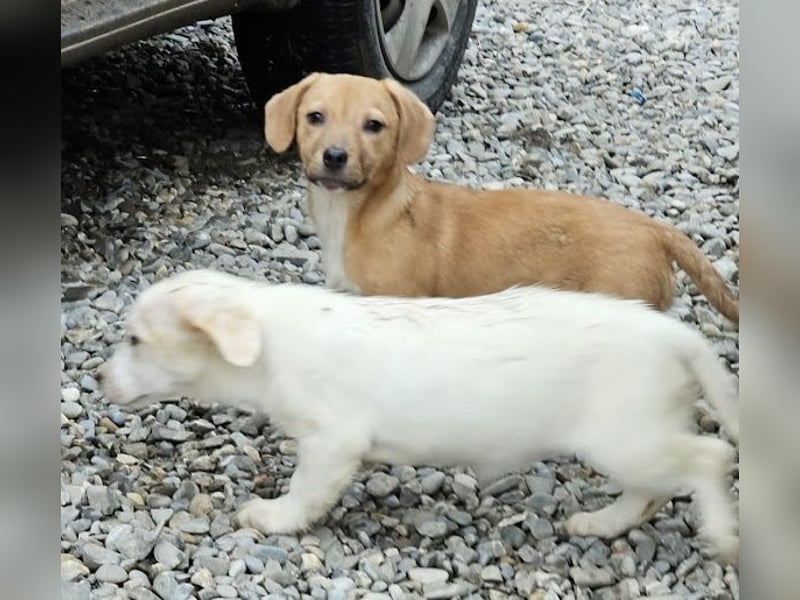 Welpenmädchen Minka sucht Zuhause (D/ LUX/ CH)