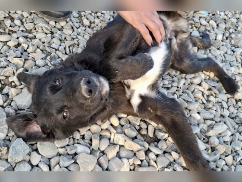 Smoothie - sanfter Bub sucht ruhiges Zuhause!