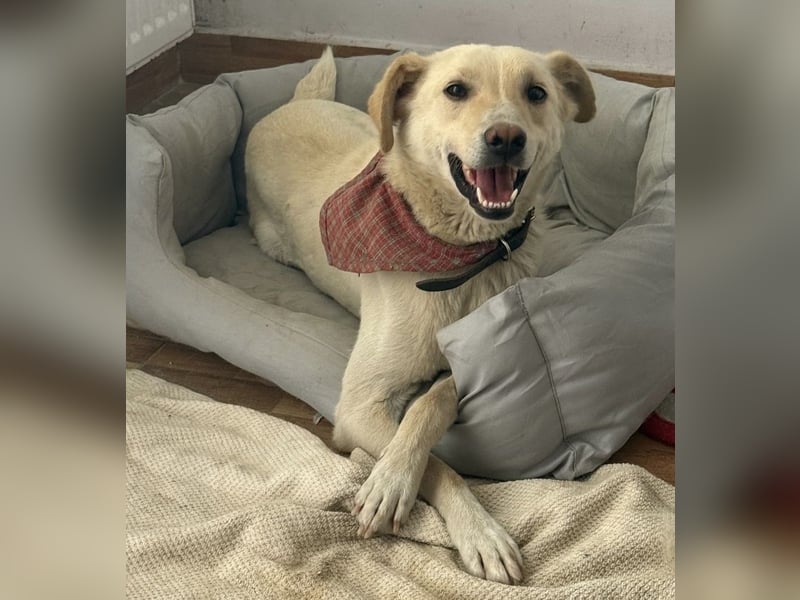 Neugieriger Rüde Snowy