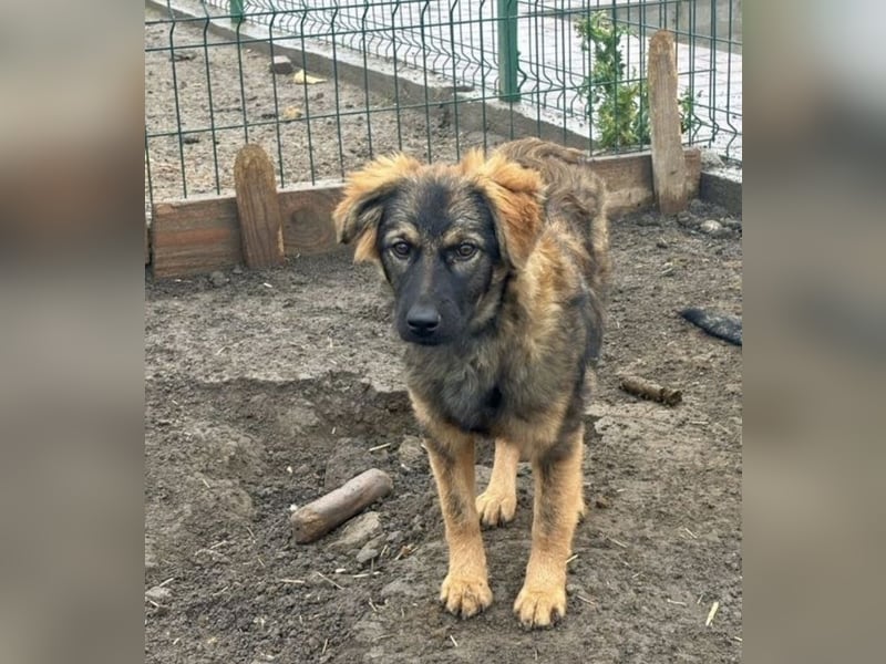 Ayla - fein und sensibel