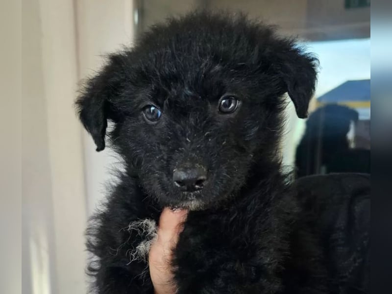 In Luxemburg: Welpe Mads verliert sein Zuhause