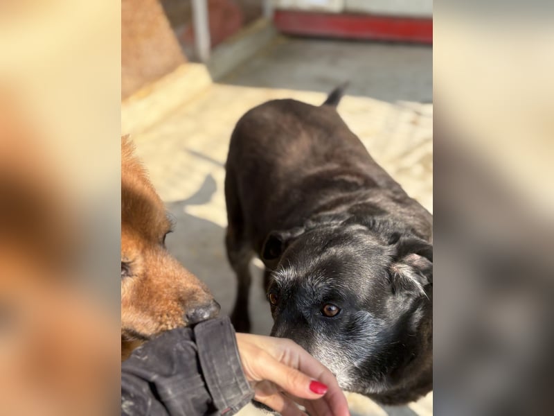 Groh sucht Zuhause mit Freundin Lucky