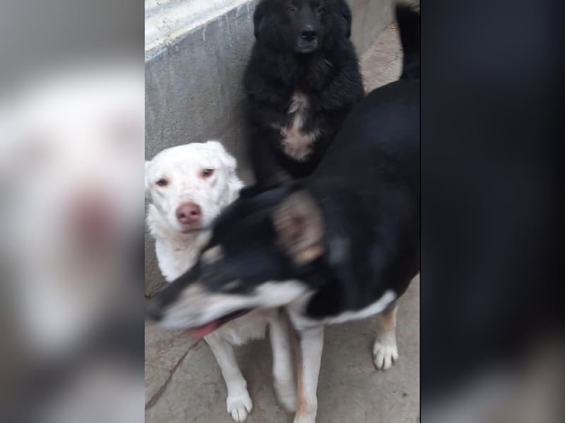 Nelly - freundliche, unkomplizierte Hündin