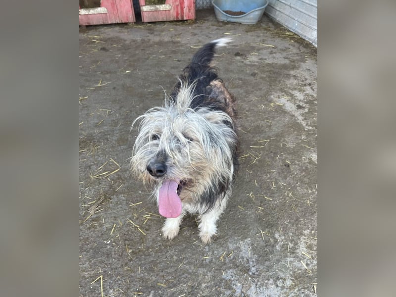 Izzy - fröhlicher Flummi