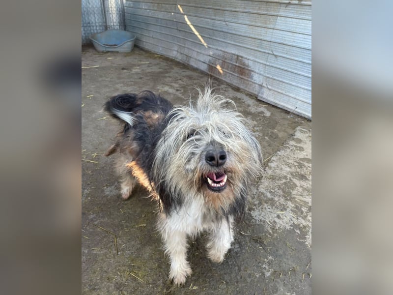 Izzy - fröhlicher Flummi