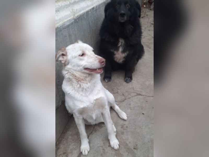 Nelly - freundliche, unkomplizierte Hündin