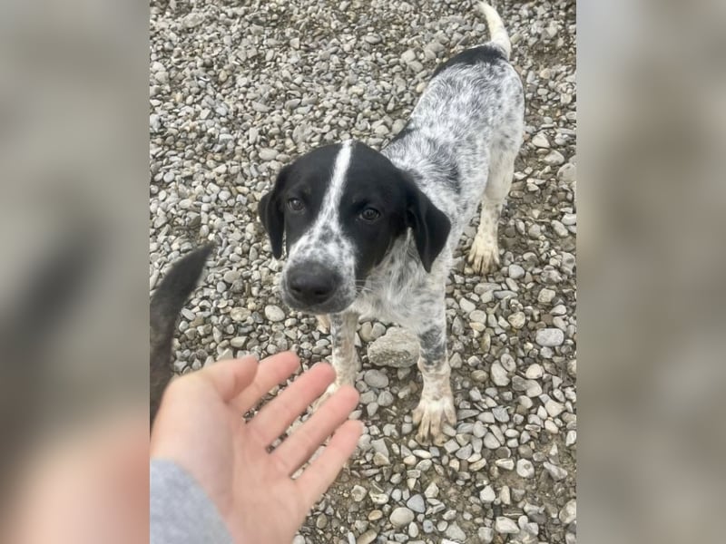 Sancho - tapferer Welpenbub