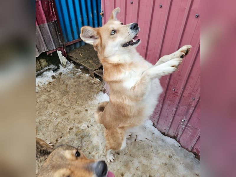 Schmusebacke Ruba - aus der Tötung gerettet