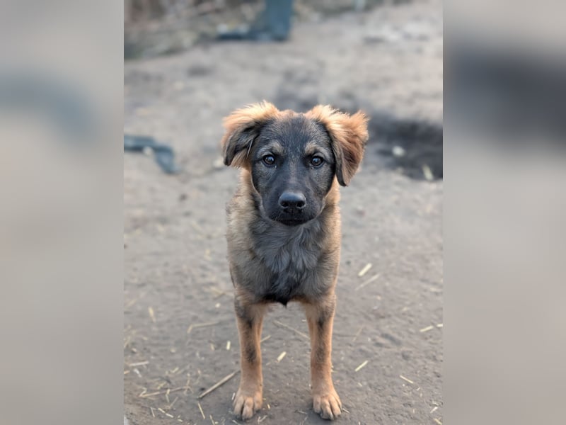 Ayla - sensibles Hundemädchen