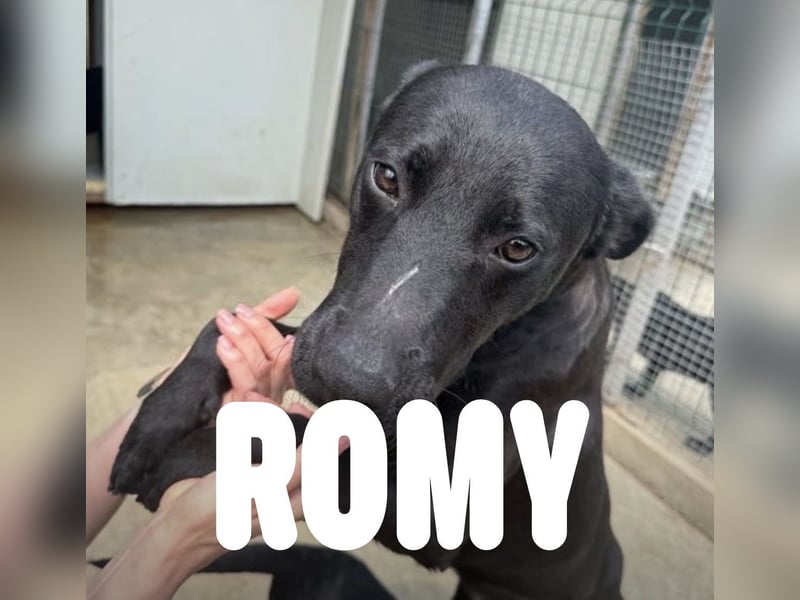 Fürsorgliche Hundemama Romy