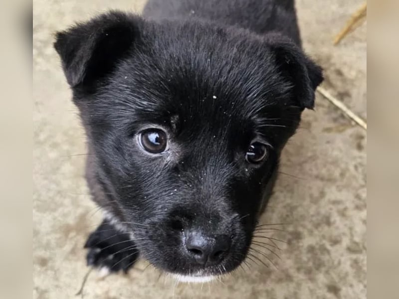 Welpenmädchen Pepper sucht Dosenöffner (D/ LUX/ CH)