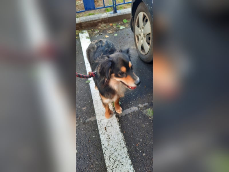 Feinfühliger Begleiter Marty mit großem Herzen