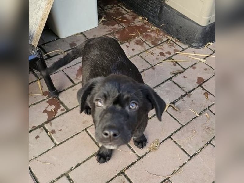 Welpe Tiny sucht seine Menschen (D/CH/LUX)