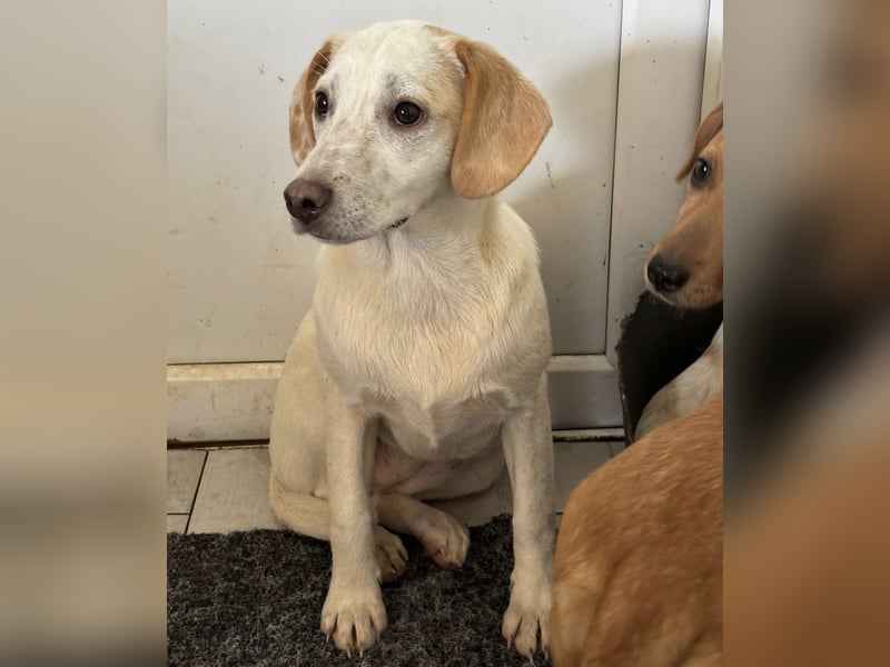 Schüchternes Welpenmädchen Anka