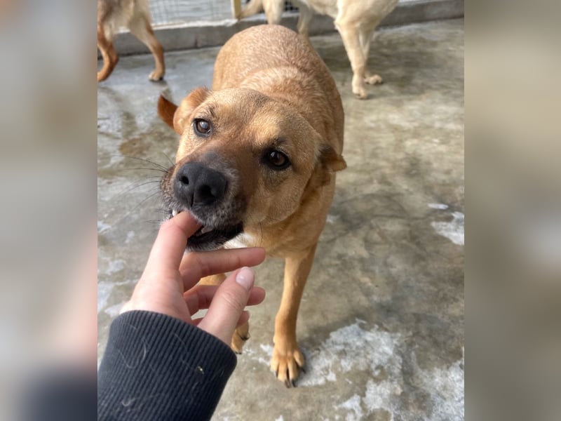 Elly - in Hamburg auf Pflegestelle