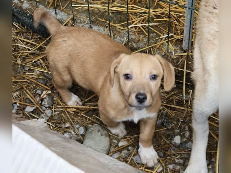Welpenmädchen Minka sucht Zuhause (D/ LUX/ CH)