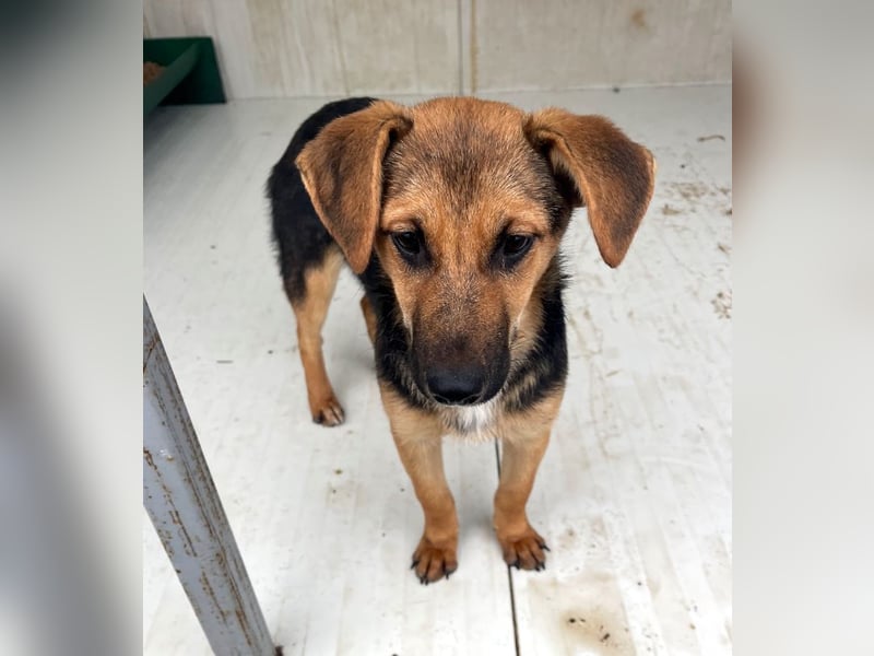 Luna - sanfte, zurückhaltende, junge Hündin sucht „ihre“ Menschen