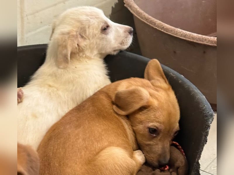 Schüchternes Welpenmädchen Anka