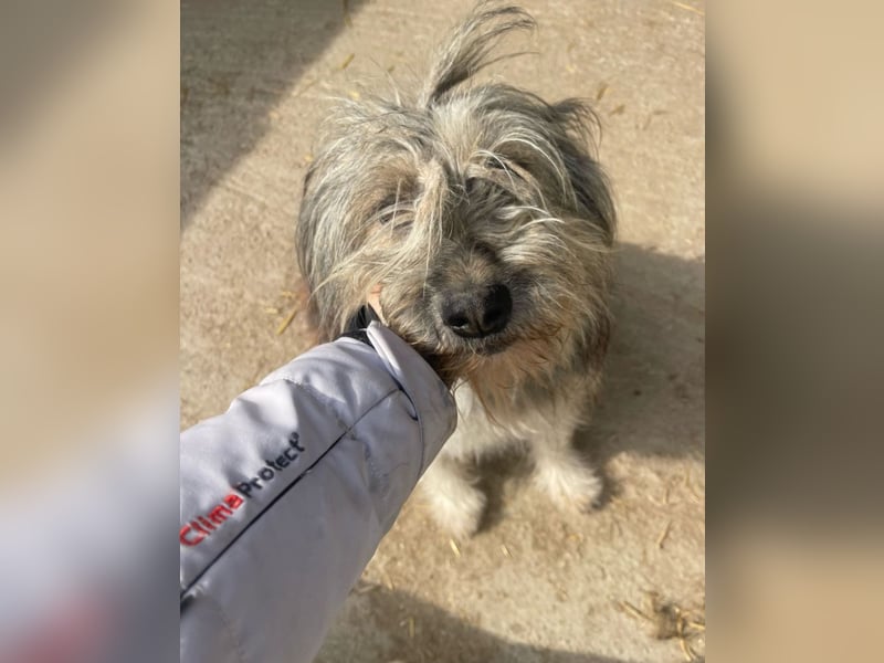 Izzy - fröhlicher Flummi