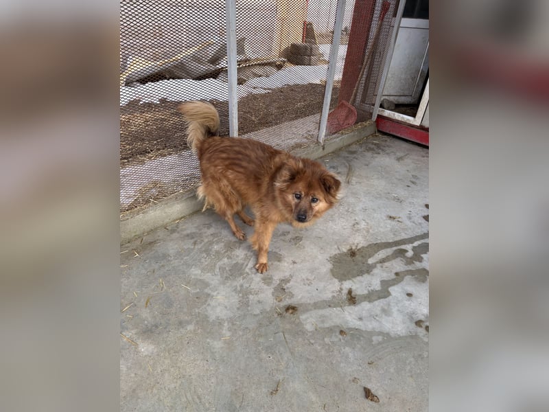 Hündin Lucky sucht Zuhause mit Freundin Groh