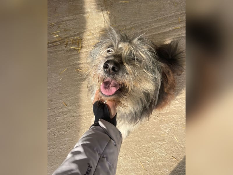 Izzy - fröhlicher Flummi