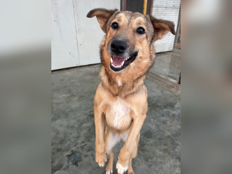 Pebbels - sanfte, liebevolle, treu Hündin (Vermittlung bundesweit)