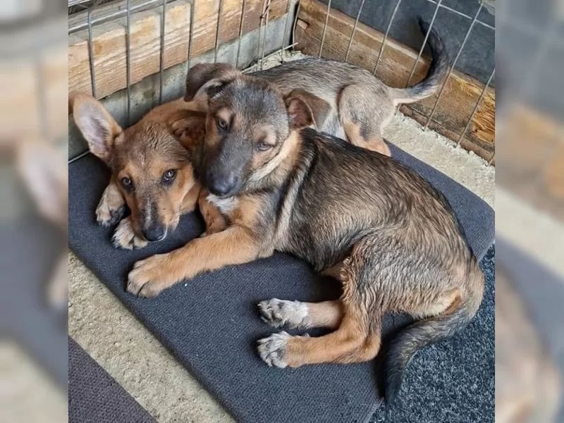 Zuckersüßes Welpenmädchen Caja sucht Zuhause (D/CH/LUX)