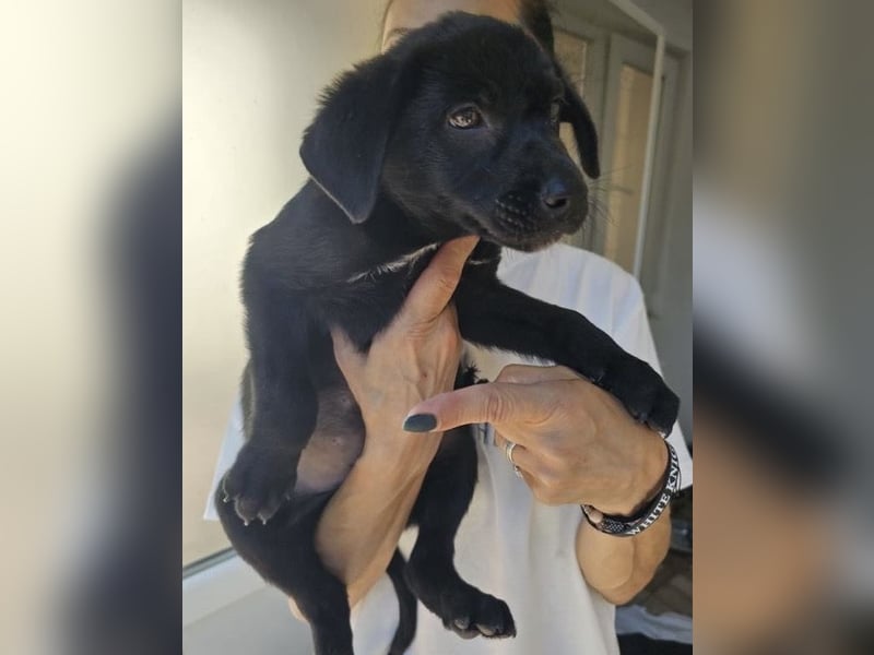 Welpe Tiny sucht seine Menschen (D/CH/LUX)